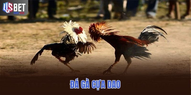 Đá gà cựa dao đem đến những đòn quyết định cục diện