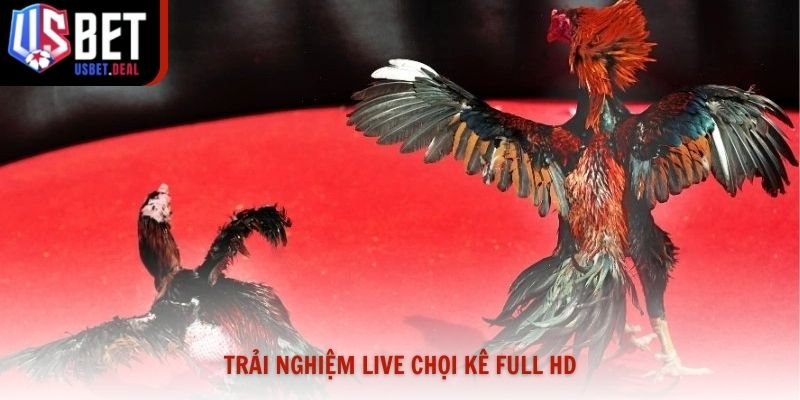Trải nghiệm live chọi kê full HD