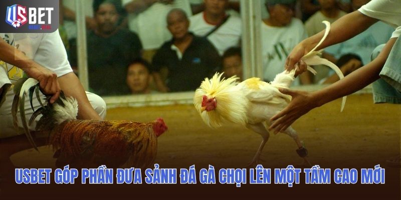 Usbet góp phần đưa sảnh Đá gà chọi lên một tầm cao mới